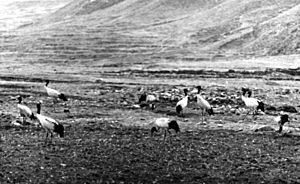 Bundesarchiv Bild 135-S-15-18-08, Tibetexpedition, Schwarzhalskraniche cropped