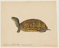 watercolor of a box turtle