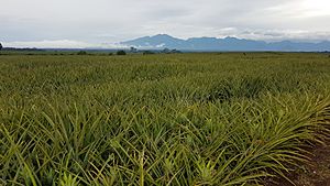 Del Monte Pineapple field at Camp Philips, Bukidnon, Philippines 03