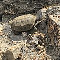 Desert tortoise at Red Rock National Conservation Area