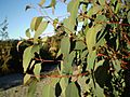 Eucalyptus olida juvenile foliage1