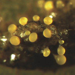 Myxococcus xanthus.png