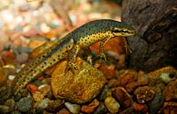 Green newt with red spots under water