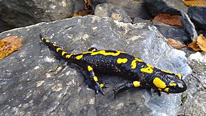 Salamander-olympus