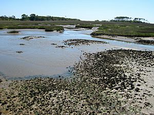 Salt marsh at Waties Island