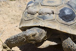 Tortoise Monitoring and Research JTNP