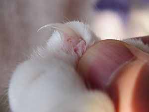 Cat claw closeup