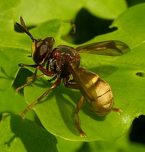 Conops-vesicularis-Conopid-fly-20100518