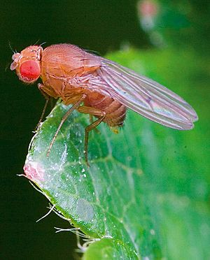 Drosophila simulans-female.jpg