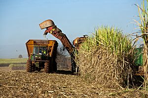 Harvestor cutting sugarcane