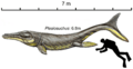 Plesiosuchus restoration