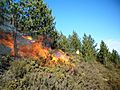 Prescribed burn in a Pinus nigra stand in Portugal