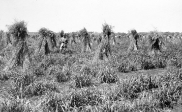 Queensland State Archives 4247 Sudan grass in stook State Farm Gindie Central Queensland c 1933.png