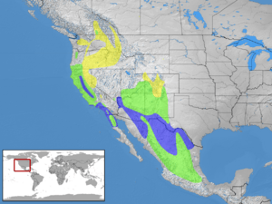 Sialia mexicana distribution.png