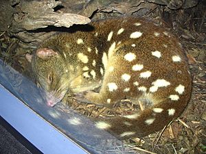 Spotted-tail quoll sleeping at Sydney Wildlife World