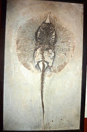 Stingray prepared by R. Lee Craig (Asterotrygon maloneyi) Fossil Shack
