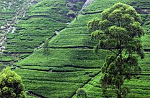 Tea plantation near Kandy, Sri Lanka