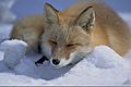 Vulpes vulpes laying in snow