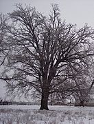 Bur Oak Winter Form