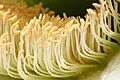 Cactus flower pollen
