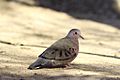 Columbina passerina -near Salton Sea, California, USA-8