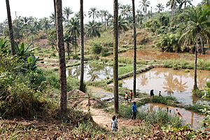 Community fish-farming ponds in the rural town of Masi Manimba, DRC (7609946524)