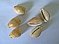 Cowrie shells - sozhi roll of 3