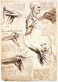 Leonardo da Vinci - Anatomical studies of the shoulder - WGA12824