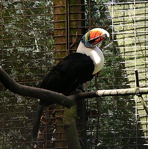 Red-billed toucan-2 31l07