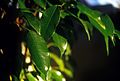 Weeping-fig Ficus-benjamina
