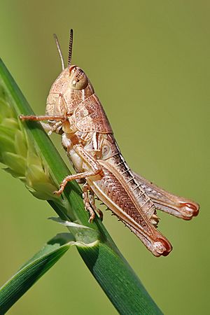 Young grasshopper on grass stalk02