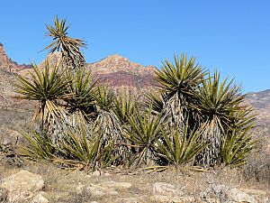 Yucca schidigera 17