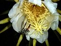 Bee carpenter with pollen
