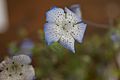 Boraginaceae Nemophila menziesii Baby Blue eyes