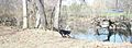 Bronxville dog playing near river
