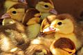 Duckling chicks (Unsplash)