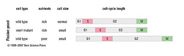 Cell-cycle length of the fission yeast depends on nutrient conditions.