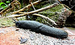 Large Slug near Manali, India