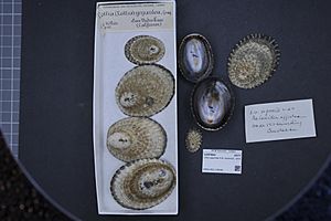 Naturalis Biodiversity Center - RMNH.MOL.136196 - Lottia gigantea G.B. SowerbyI, 1834 - Lottiidae - Mollusc shell
