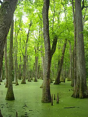 Pearl River (Mississippi–Louisiana)