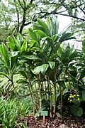 Ti plant (Cordyline fruticosa)