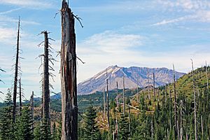 Tree snags at Mount St. Helens