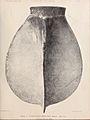 A monograph of the British fossil Crustacea (Pl. VI) (7394011872)