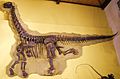 Cathetosaurus skeleton 1