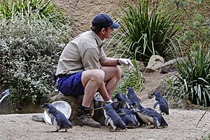 Fairy penguin feeding - melbourne zoo