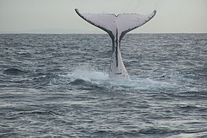 Humpback whale fluke (1)