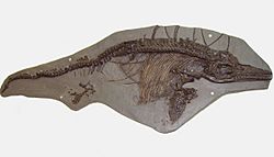 Ichthyosaurus breviceps 2