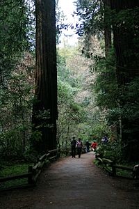 Muir Woods Path and Tree