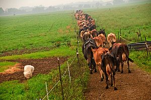 Organic cattle in Ohio, United States