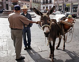 Pulque donkey and vendor